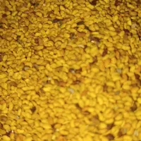 بذریونجه مغان درجه یک با تناژت بالا