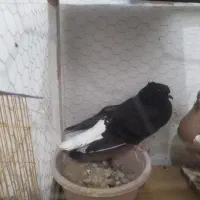 پنج تا ماده جوان رنگی|پرنده|بجنورد, |دیوار