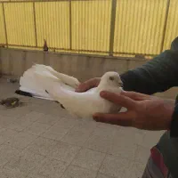 کبوتر|پرنده|تهران, افسریه جنوبی|دیوار