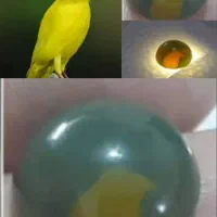 عقیق شجر سبز