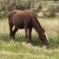 فروش نریان پرخون و درشت۱۶ماهه|اسب و تجهیزات اسبسواری|پرهسر, |دیوار