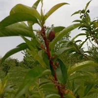 خواهان زمین تجاری در کارگاه غیرمزاحم