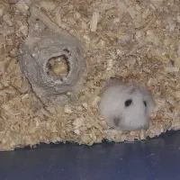 همستر کمپل|موش و خرگوش|تهران, پاسداران|دیوار