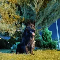 واگذاری رایگان