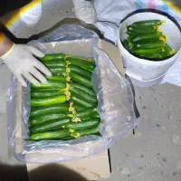 خیار تازه گلخانه مشهد|خوردنی و آشامیدنی|مشهد, ویلاشهر|دیوار