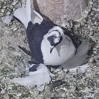 کفتر الوان.وسینه فر