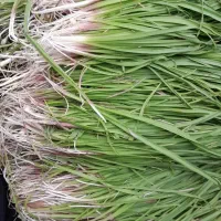 فروش پیچک یا گندالان