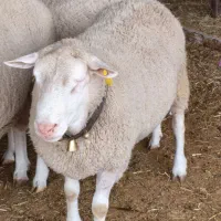 فروش بره نژاد رومن نر و ماده|حیوانات مزرعه|قزوین, |دیوار