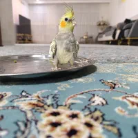 عروس هلندی|پرنده|قم, شهرک قدس|دیوار