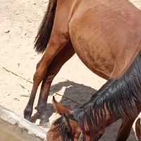 اسب ترکمن|اسب و تجهیزات اسب‌سواری|سنندج, |دیوار