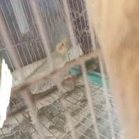 فروشی|پرنده|تربتحیدریه, آغوی|دیوار