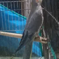 عروس هلندی ماده|پرنده|رشت, آب آسیاب|دیوار