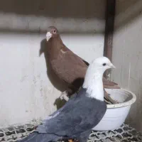 فروش چند جفت آلمان کیلومتری با تخم جوجه و پرشی|پرنده|نیشابور, میدون بار|دیوار