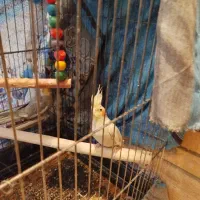 عروس هلندی نر و ماده|پرنده|فولادشهر, مسکن مهر فولادشهر|دیوار