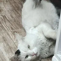 واگذاری گربه وان ترکیش پرشین