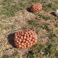 پیاز ارگانیک درجه یک زنجانرود رقم والنسیا|خوردنی و آشامیدنی|زنجانرود, |دیوار