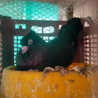 یه جفت صرب برای فروش یا معاوضه