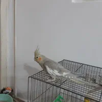 عروس هلندی نرباقفس وهمه لوازمش یه چیزی بلغور میکنه|پرنده|قم, انصارالحسین|دیوار