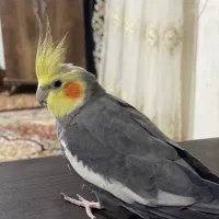 عروس‌نر‌اواز‌خان