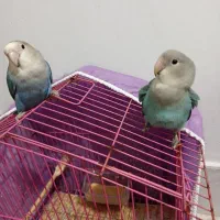 فروش کوتوله برزیلی دستی