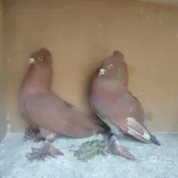 کبوترراعبی یا رواعب