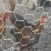 فروش مرغ لاری