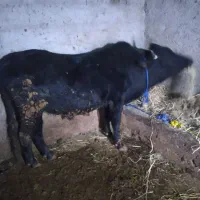 گاو نر ورزا کل