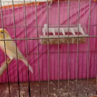 قناری ماده با قفس