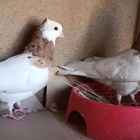 جفت طوقی زرد خالسیاه لامرد