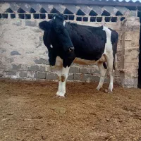 گاو تلیسه گوساله|حیوانات مزرعه|تربت جام, میان جام|دیوار