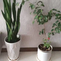 گل و گیاه|گل و گیاه طبیعی|شیراز, شهرک رضوان|دیوار