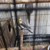 عروس هلندی با تخم و جوجه