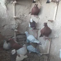 کفتر یا کبوتر|پرنده|مشهد, شهرک صنعتی توس|دیوار