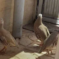 مرغ و جوجه هاش