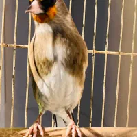 سهره کرمونی با انگشتر