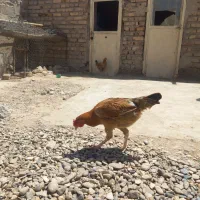 مرغ ‌وخروس