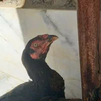 مرغ و خروس