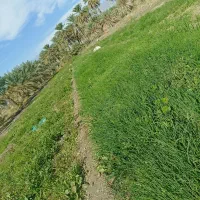 فروش نشا پیاز