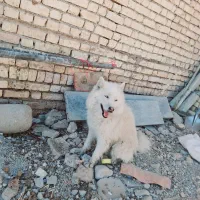 سگ سامویید|سگ|اصفهان, باغ زرشک|دیوار