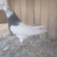 کبوتر طوقی|پرنده|اسفرورین, |دیوار