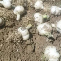 سیر و مو سیر همدان