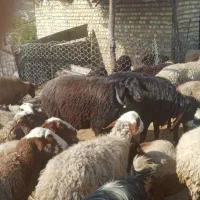 یک عدد قوچ قزل افشار درجه یک یک|حیوانات مزرعه|چگنی, |دیوار