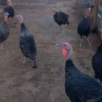 بوقلمون|حیوانات مزرعه|کوهنانی, |دیوار