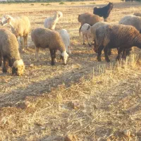 شیشک آبستن سنگین بره سبک پازن جلورو