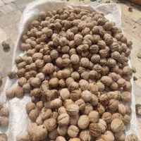 مقدار ۵۰۰ کیلو گردو