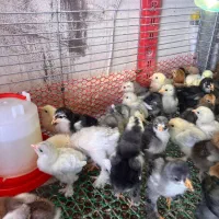 جوجه ازمولدین غول پیکر|حیوانات مزرعه|کاشان, فاز ۱ ناجی آباد|دیوار