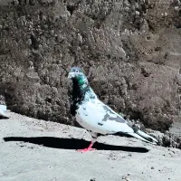 کفتر فروشی