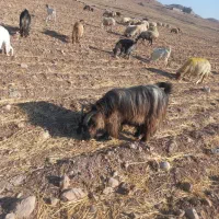 یک صابرین جوان وسالم با پرش بالا وعالی