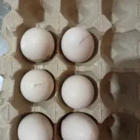 تخم لاری