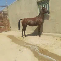 اسب مادیان ابستن